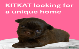 Chihuahua dogs for sale: Unique girl looking for pet only home - Image 1