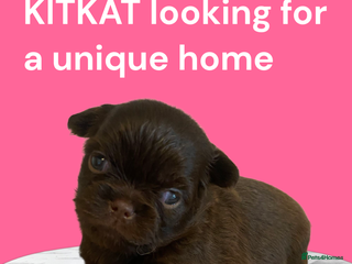 Chihuahua dogs - Advert 1