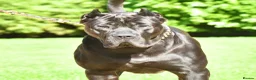 Presa Canario dogs for sale: BLACK PRESA PUPS - Advert 7