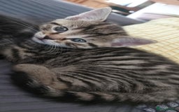Domestic Shorthair cats for sale: Kitten 4 - Cute kittens ready for summer  - Image 1