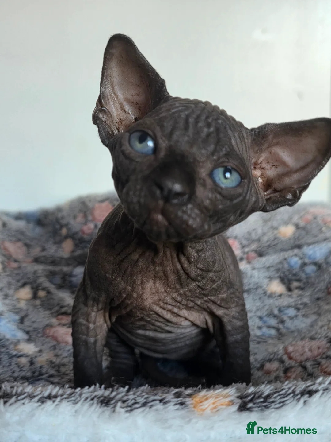 Sphynx cats for sale: FIFe registered Black stunning kittens - Advert 2