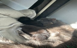 Domestic Shorthair cats for sale: Boy Kitten - Image 5