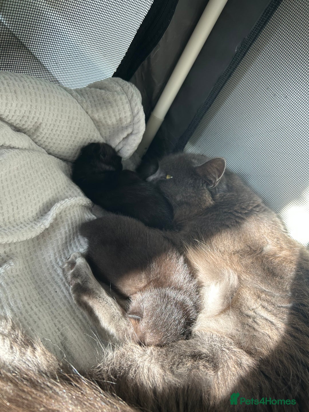 Domestic Shorthair cats for sale: Boy Kitten - Image 5