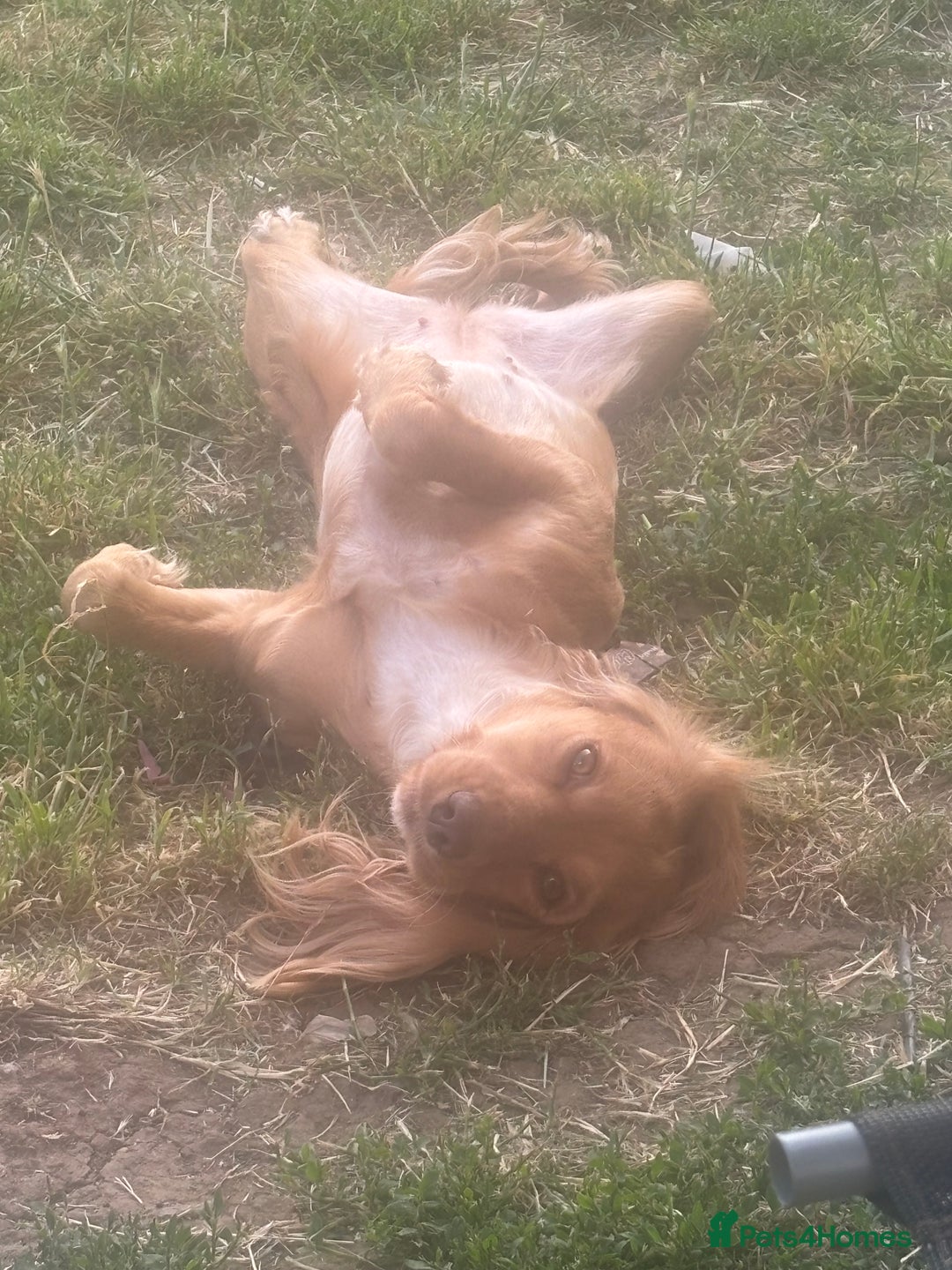 Cocker Spaniel dogs for sale: Looking for a forever home  - Advert 3