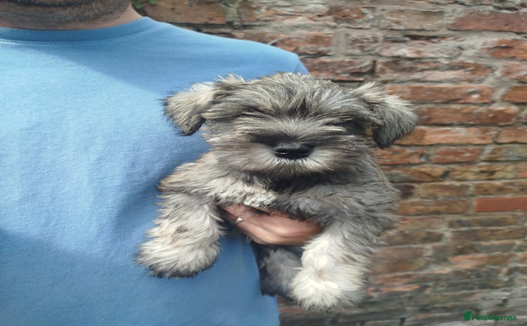 Miniature Schnauzer dogs - Advert 5
