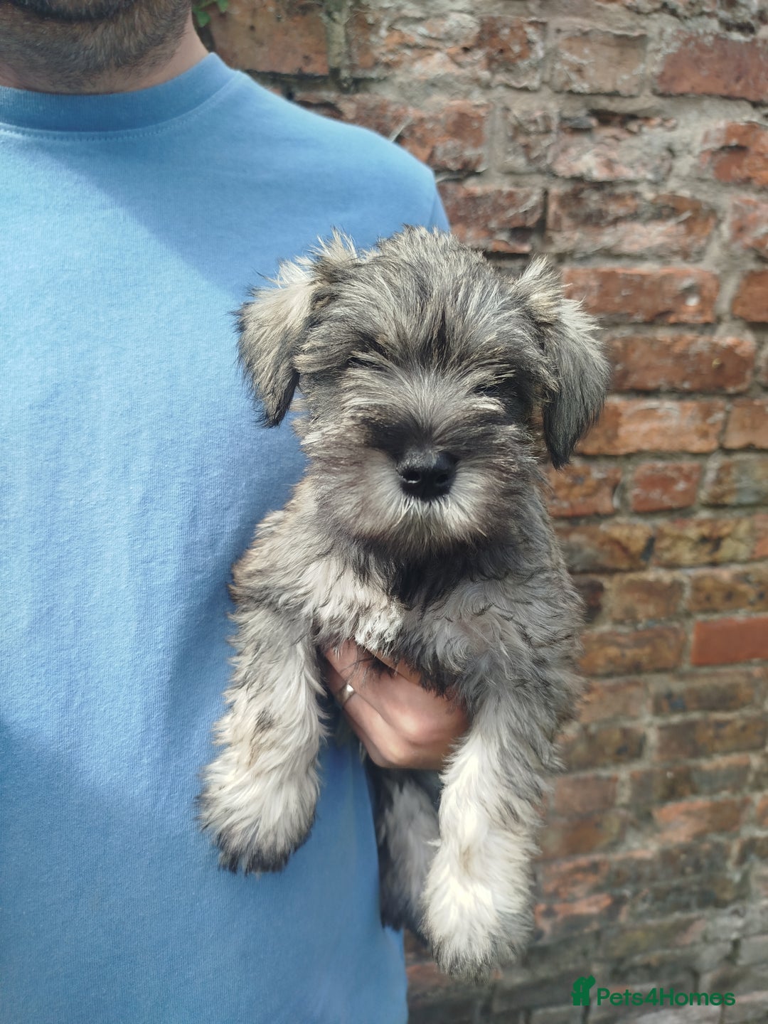 Miniature Schnauzer dogs for sale: KC Reg BVA MAC clear Miniature schnauzer  - Image 6