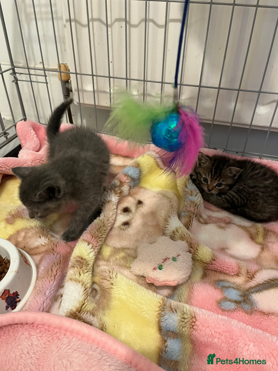 Mixed Breed cats for sale: Exotic cross kittens  - Image 3
