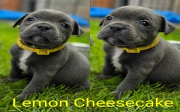 Staffordshire Bull Terrier dogs for sale: 2 left, Reduced Champion KC Blue Staffy Pups - Image 4