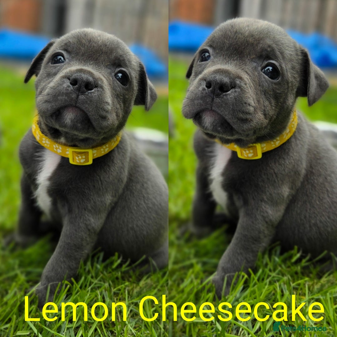 Staffordshire Bull Terrier dogs for sale: 2 left, Reduced Champion KC Blue Staffy Pups - Image 4