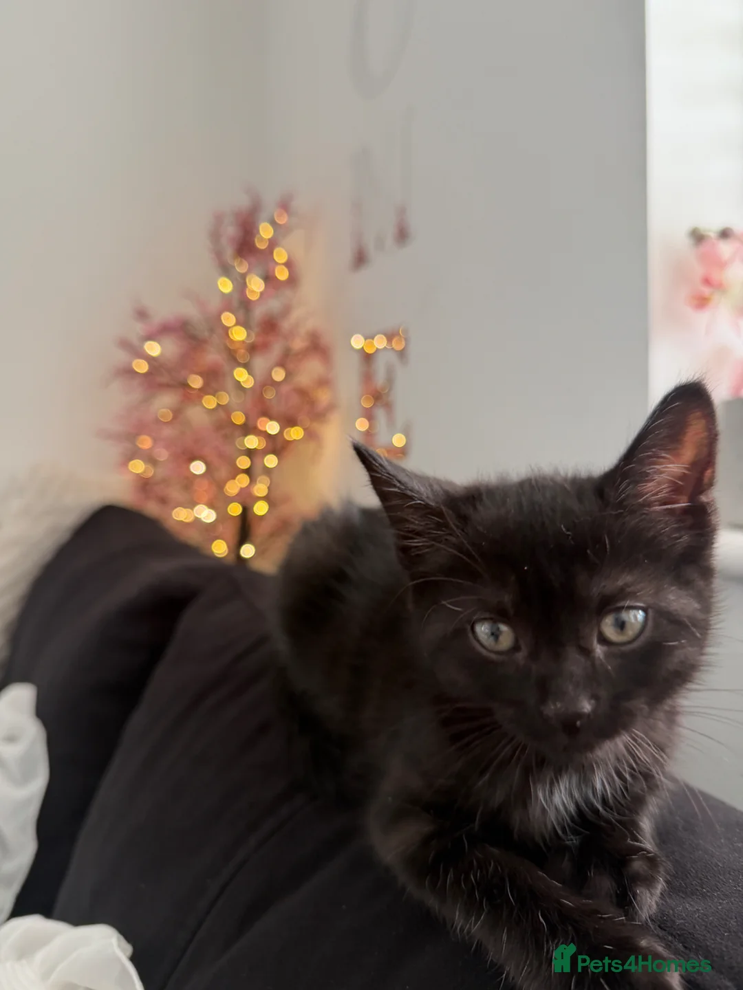 Mixed Breed cats for sale: Mixed Breed in Bracknell - Advert 2