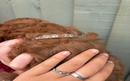 Cockapoo dogs for sale: ❤️ Tiny Deep Red Miniature F1b Cockapoo Pup's  - Image 33