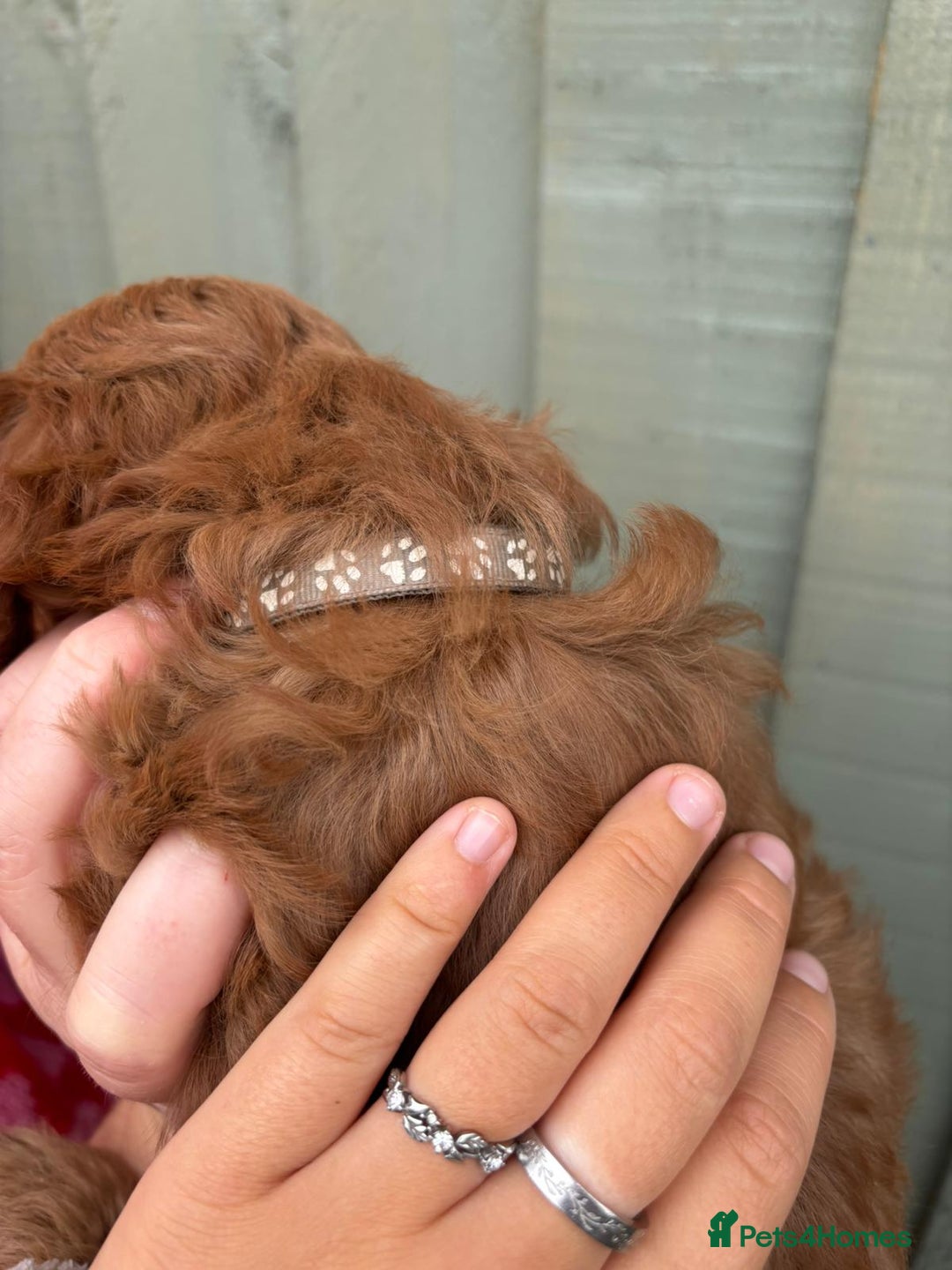 Cockapoo dogs for sale: ❤️ Tiny Deep Red Miniature F1b Cockapoo Pup's  - Image 33