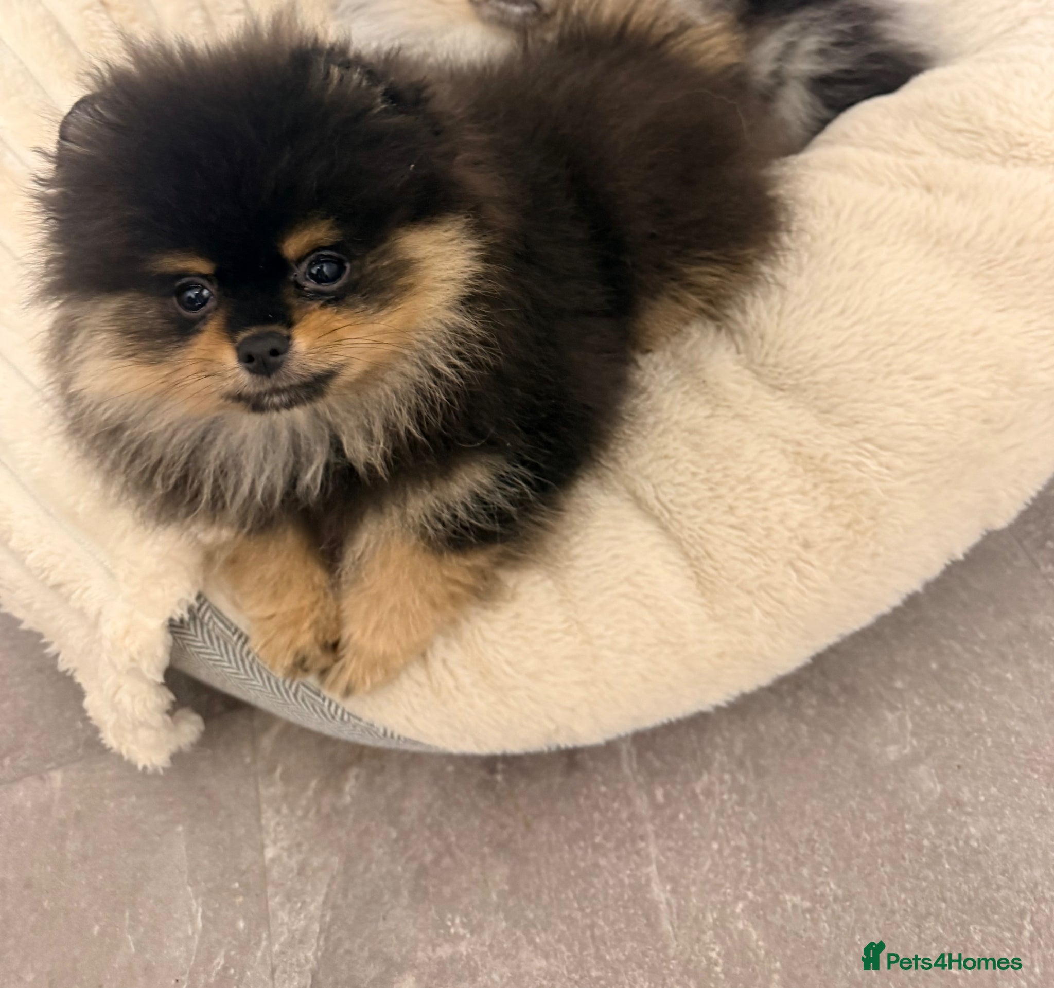 Pomeranian dogs Beautiful teddy face Merle & black& tan  - Advert 18