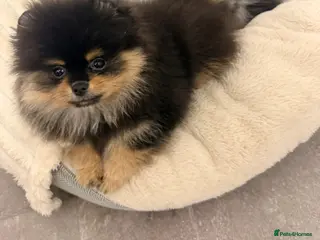 Pomeranian dogs Beautiful teddy face Merle & black& tan - Advert 16