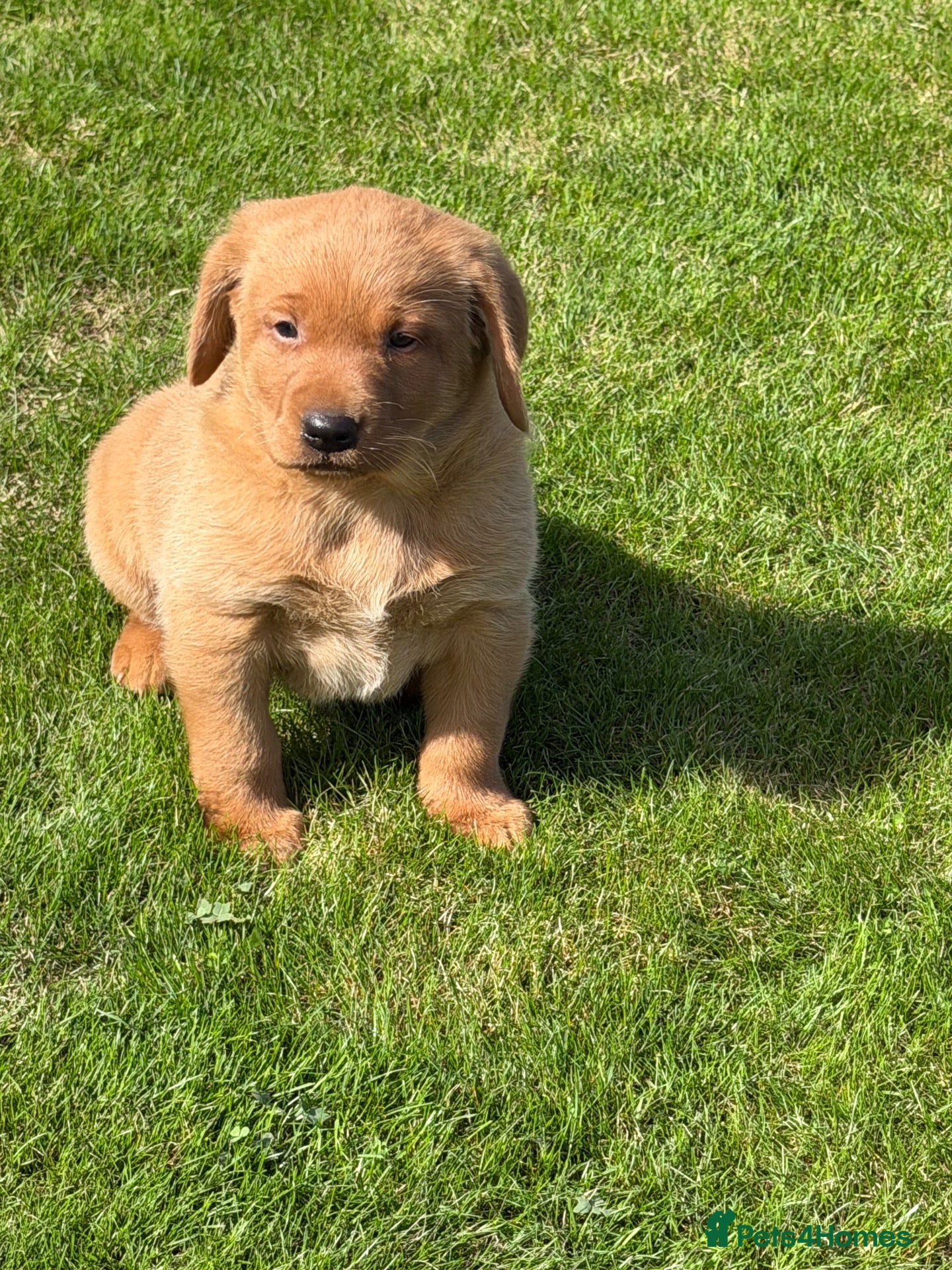 Labrador Retriever dogs Stunning fox Red Labrador pup - Advert 1