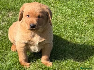 Labrador Retriever dogs Stunning fox Red Labrador pup - Advert 1