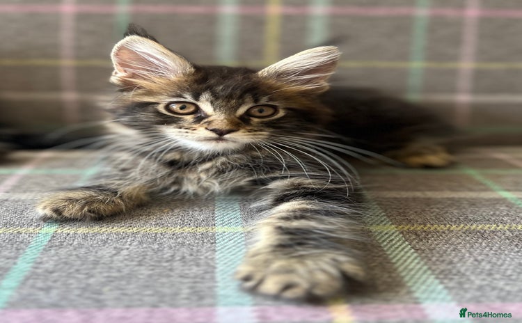 Maine Coon cats - Advert 9