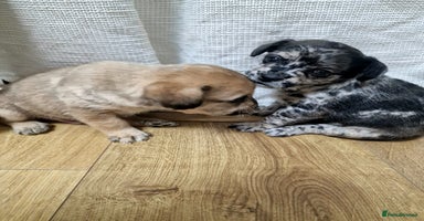 Mixed Breed dogs Froodle First Gen - Advert 8