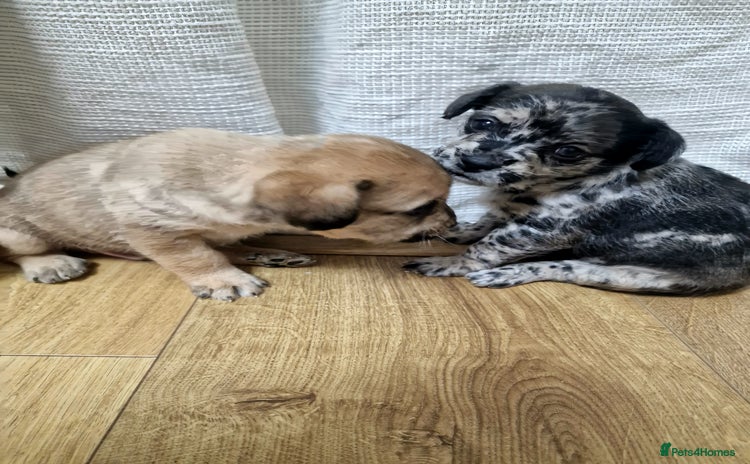 Mixed Breed dogs - Advert 10