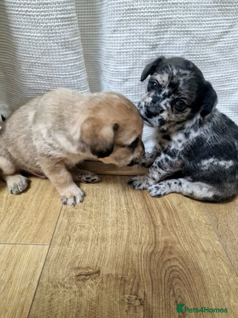 Mixed Breed dogs - Advert 6