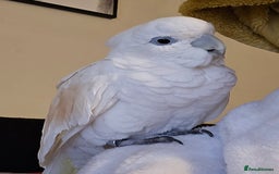 Cockatoo birds for sale: Cockatoo - Image 3