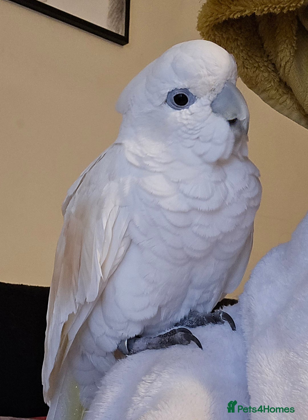 Cockatoo birds for sale: Cockatoo - Image 3