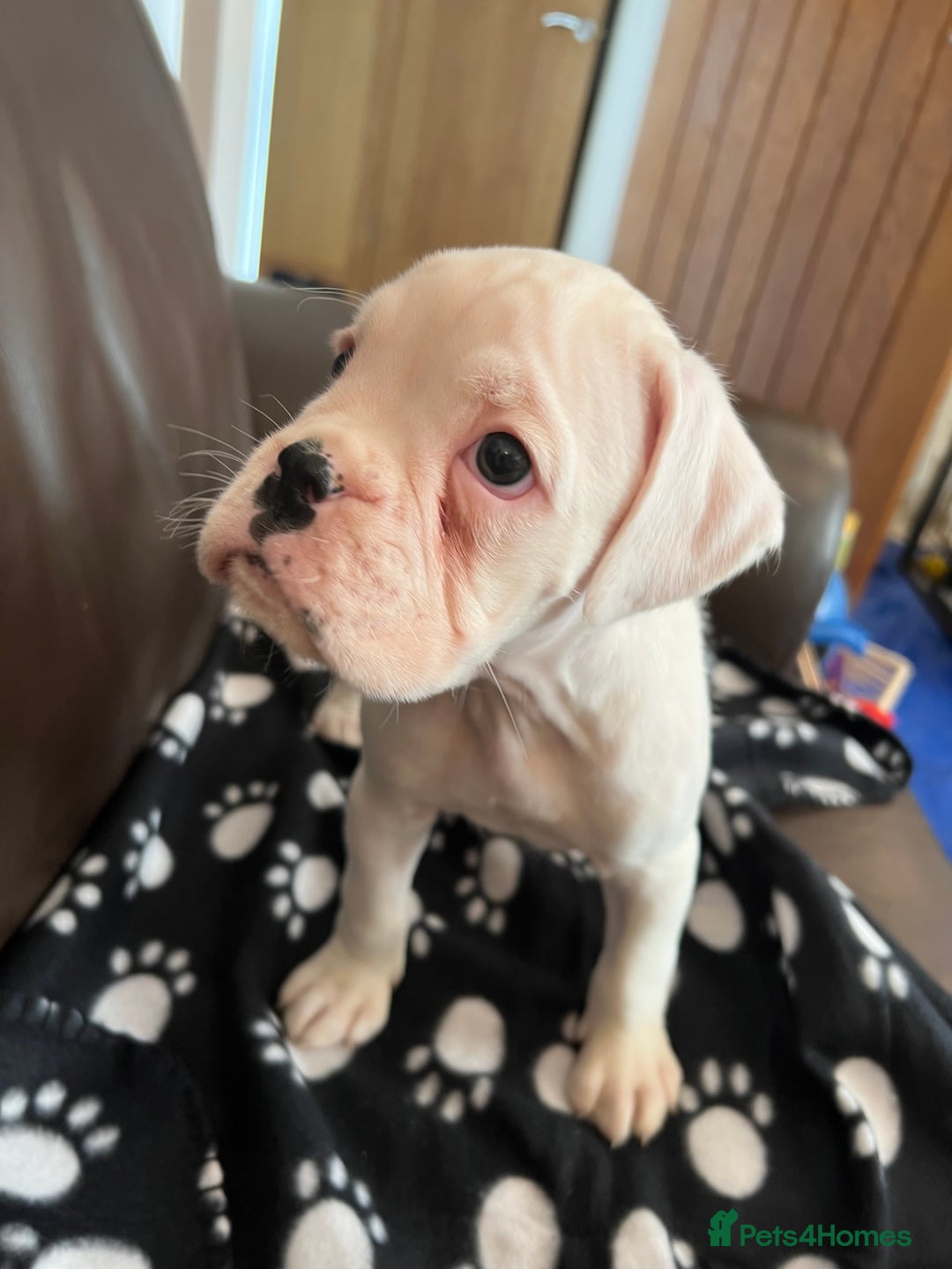 Boxer dogs for sale: Bobtail Boy from Health Tested Parents  - Image 10
