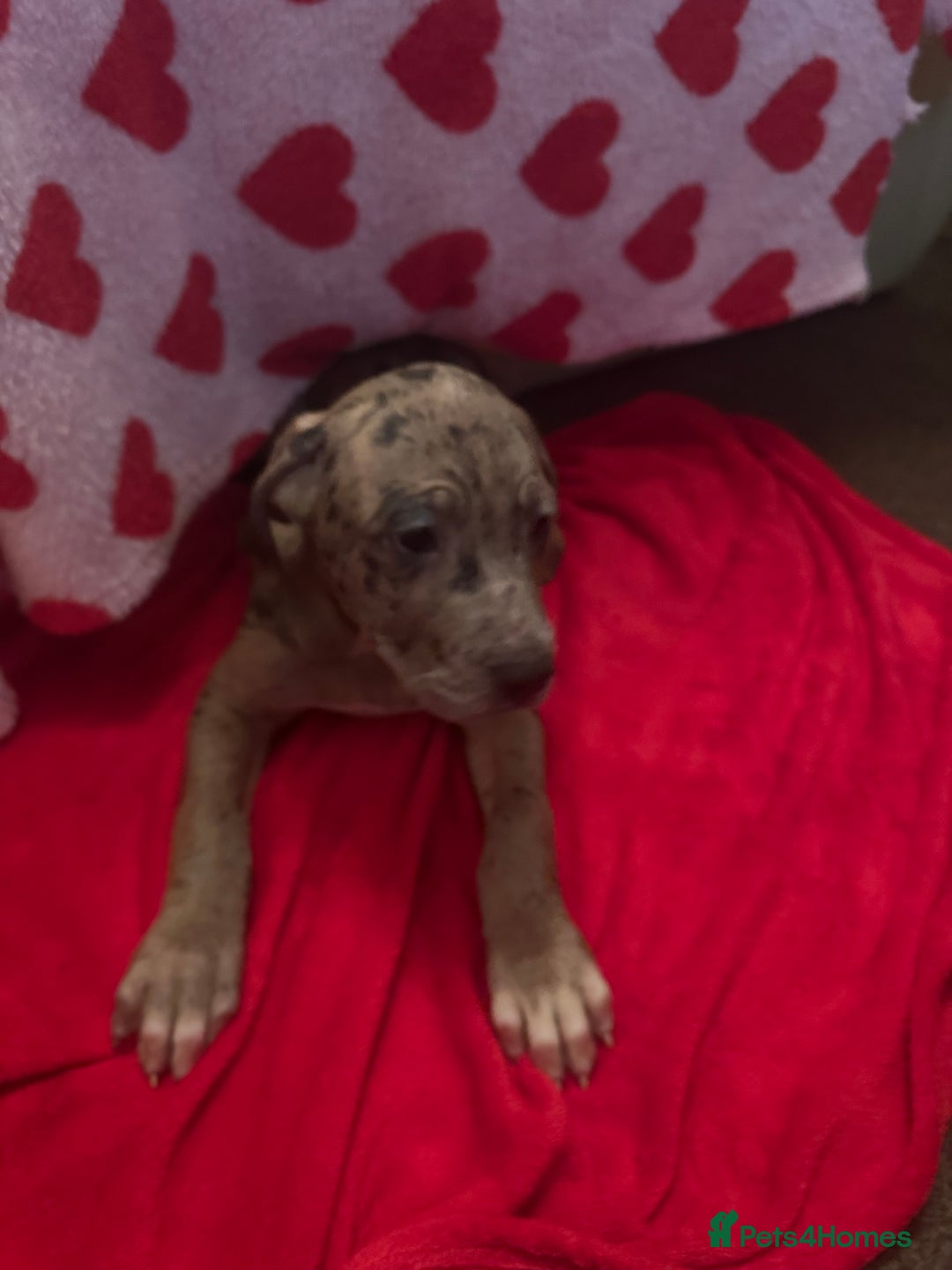 Cane Corso dogs for sale: Stunning litter - Advert 3