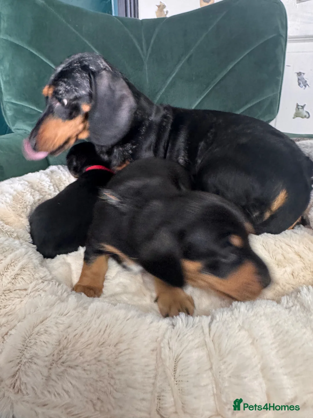 Miniature Dachshund dogs for sale: 2 KC registered miniature dachshund puppies - Advert 2