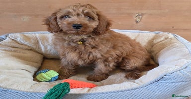 Cavapoo dogs - Advert 12