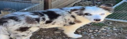 Border Collie dogs for sale: Border Collie- Blue Merle. - Advert 8