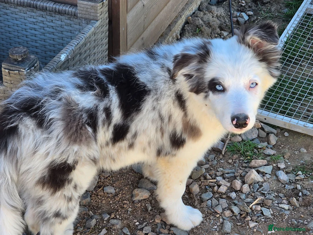 Border Collie dogs for sale: Border Collie- Blue Merle. - Advert 8