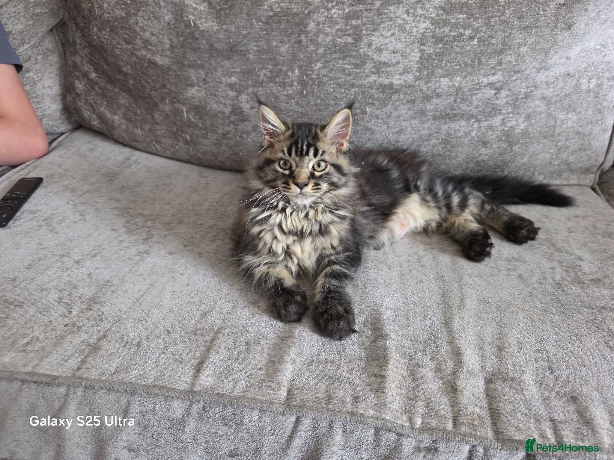 Maine Coon cats Ready now Stunning pure maine coons 1b 1g  - Advert 18