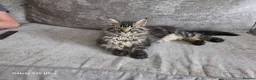 Maine Coon cats for sale: Atlas ready now £700 for a good home  - Advert 5