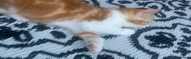 Persian 2