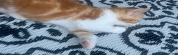 Persian cats for sale: Persian mixed breed long haired blue eyes in Maldon - Advert 4