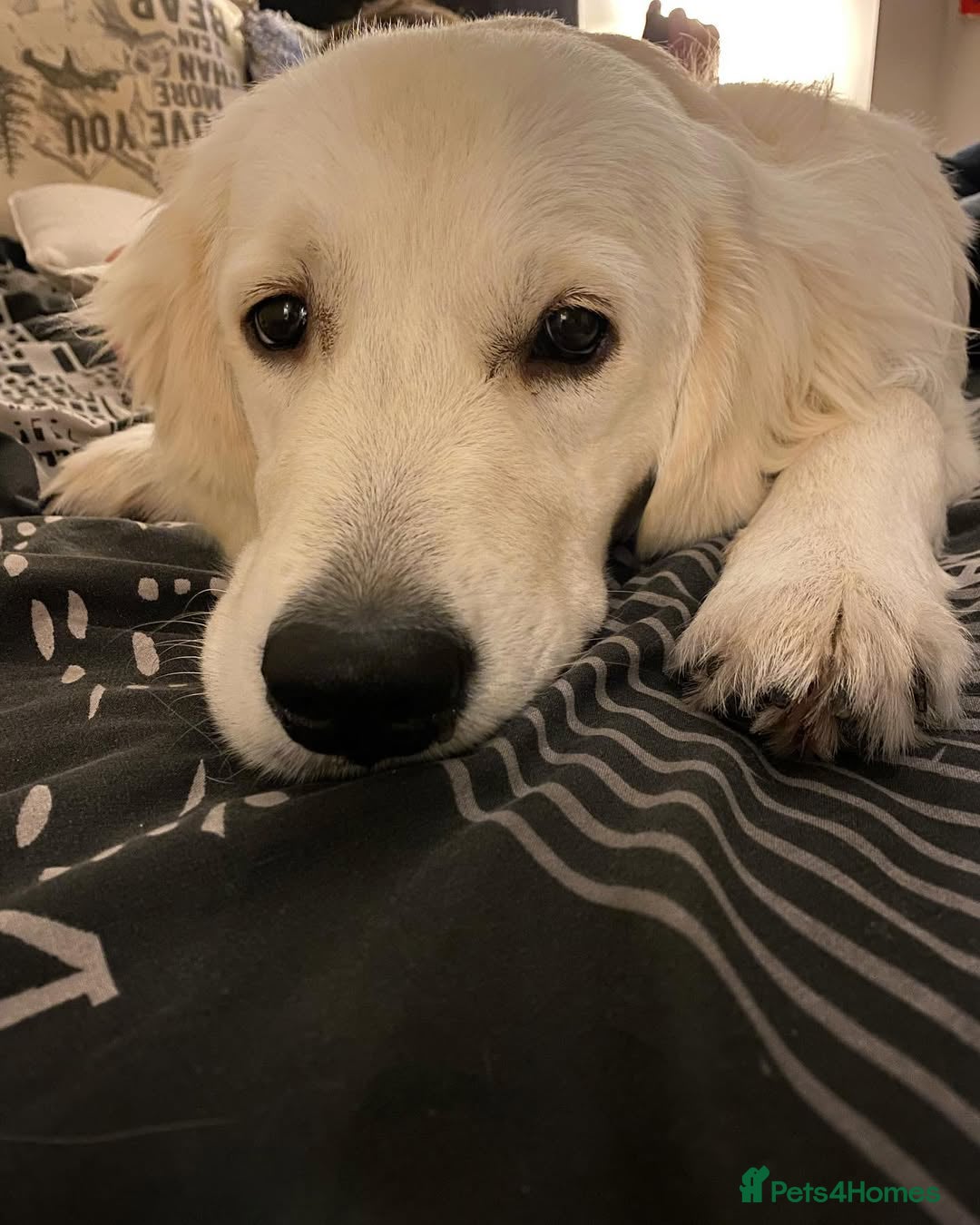 Golden Retriever dogs for sale: Looking for a Loving Home for Our Golden Retriever - Advert 4