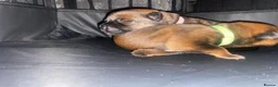 Mixed Breed dogs for sale: 🐾 Rottweiler x Belgian Malinois Puppies  - Advert 6