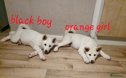 Akita dogs for sale: American akita x3  - Image 6