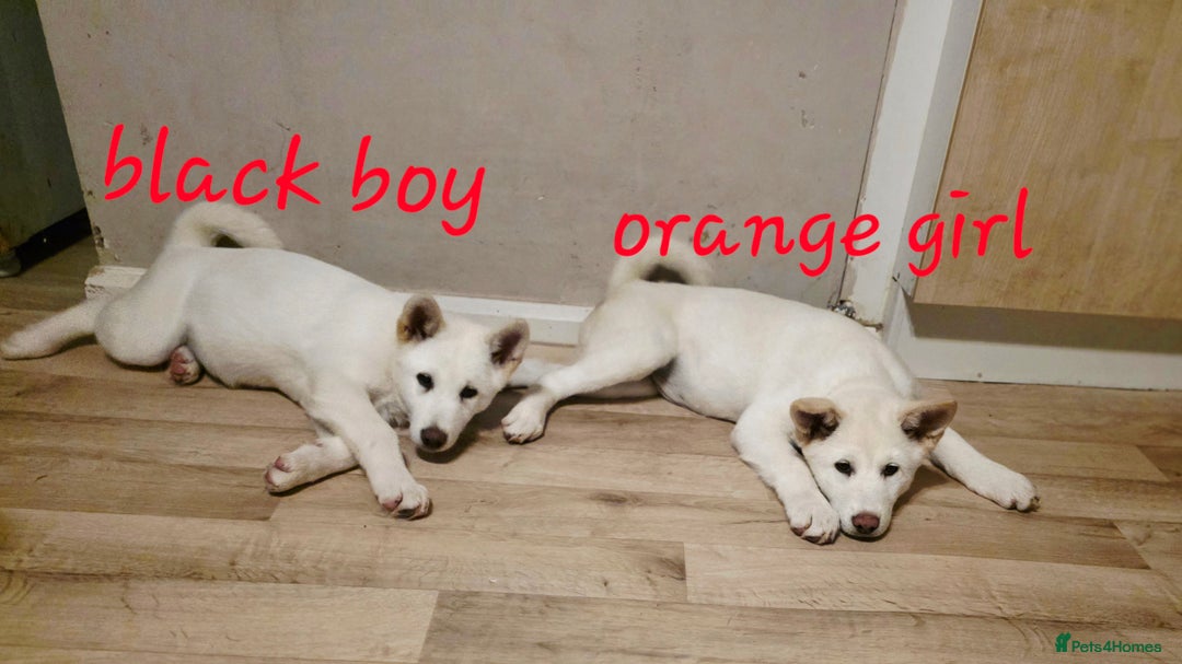 Akita dogs for sale: American akita x3  - Image 6