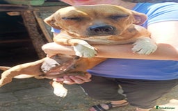 Mixed Breed dogs for adoption: LUCY, a Superb little Girl, for a Loving Home - Image 9