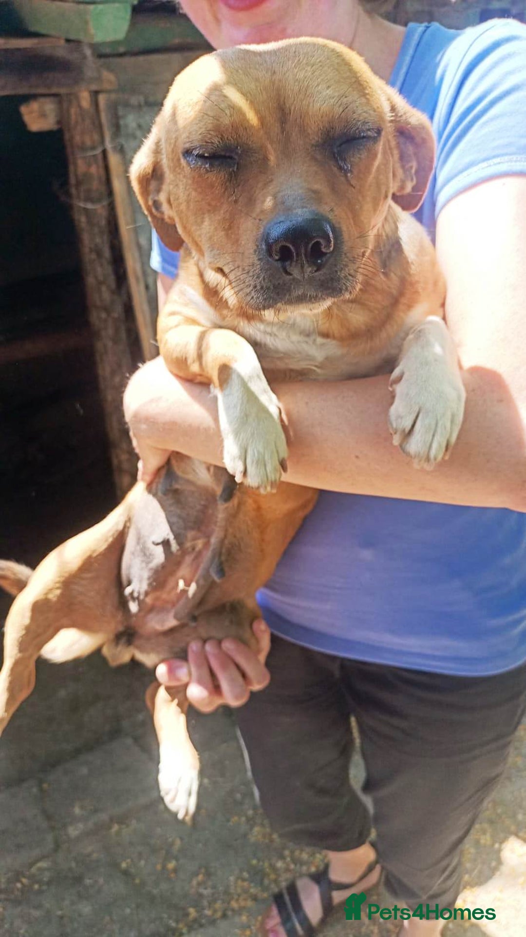 Mixed Breed dogs for adoption: LUCY, a Superb little Girl, for a Loving Home - Image 9
