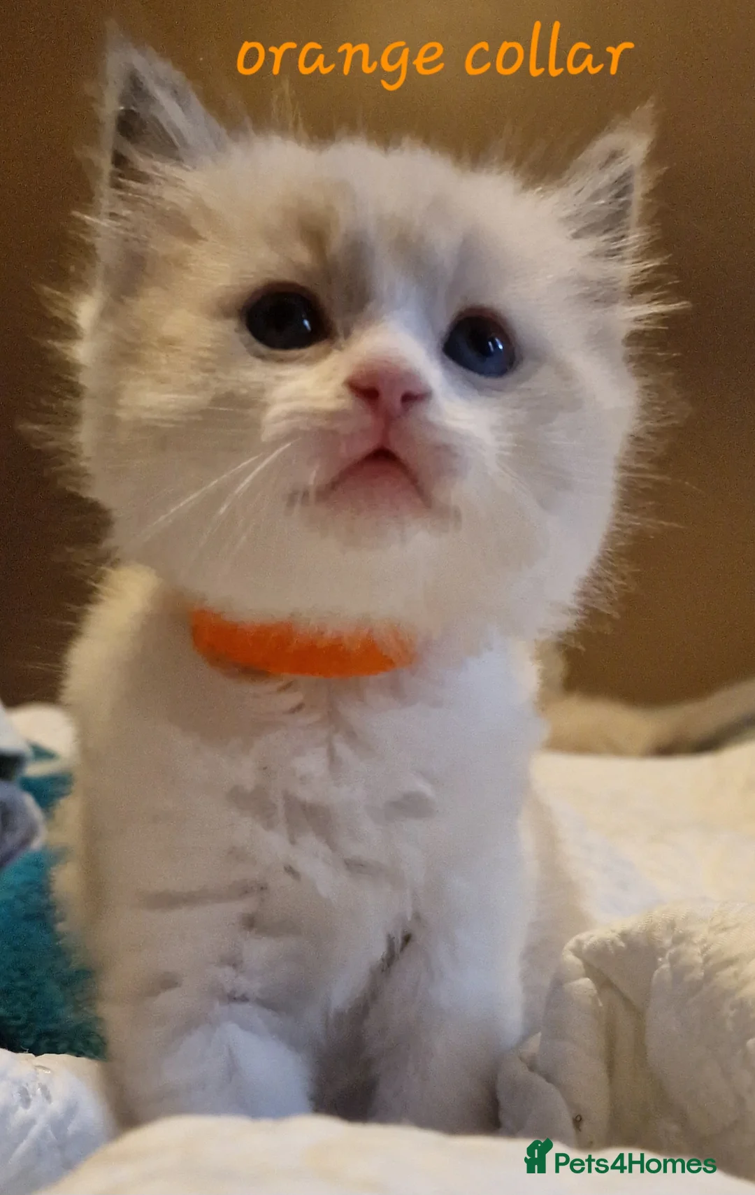 Ragdoll cats for stud: *stud*Gccf & tica entire active bluepoint ragdoll in Oldham - Advert 27