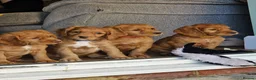 Cocker Spaniel dogs for stud: Dark red KC fully health tested working cockerstud in Sevenoaks - Advert 4