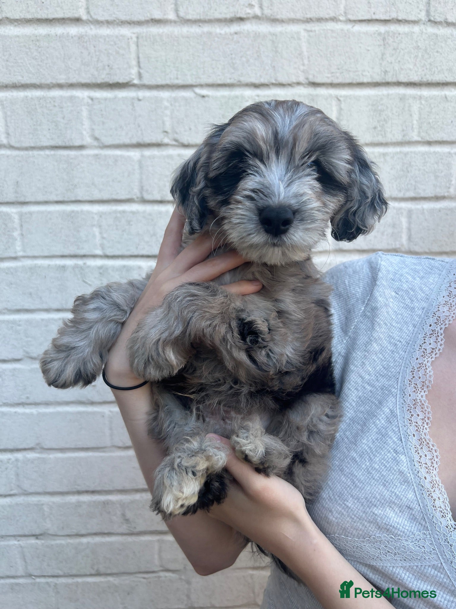 Cockapoo dogs ONLY 1 LEFT 💥 Cockerpoos F1 Beautiful Merle pups  - Advert 2