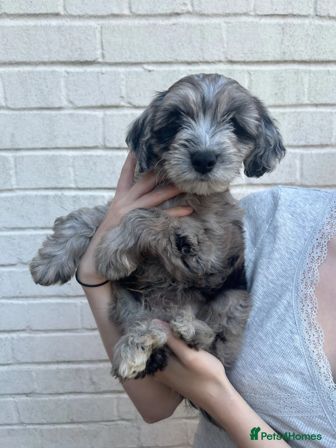 Cockapoo dogs for sale: ONLY 1 LEFT 💥 Cockerpoos F1 Beautiful Merle pups  - Advert 1