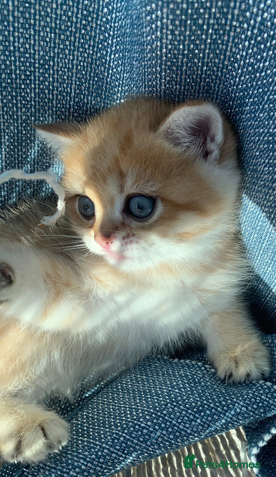 British Shorthair cats for sale:  GCCF champion lines Ny12  Bsh golden chinchilla  - Advert 5