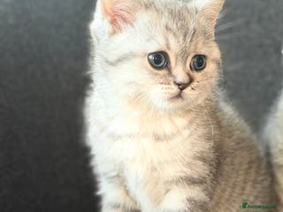 British Shorthair cats Adorable BSH/BLH kittens - Advert 1