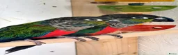 Conures birds for sale: Crimson bellied Conures in Buckie - Advert 1