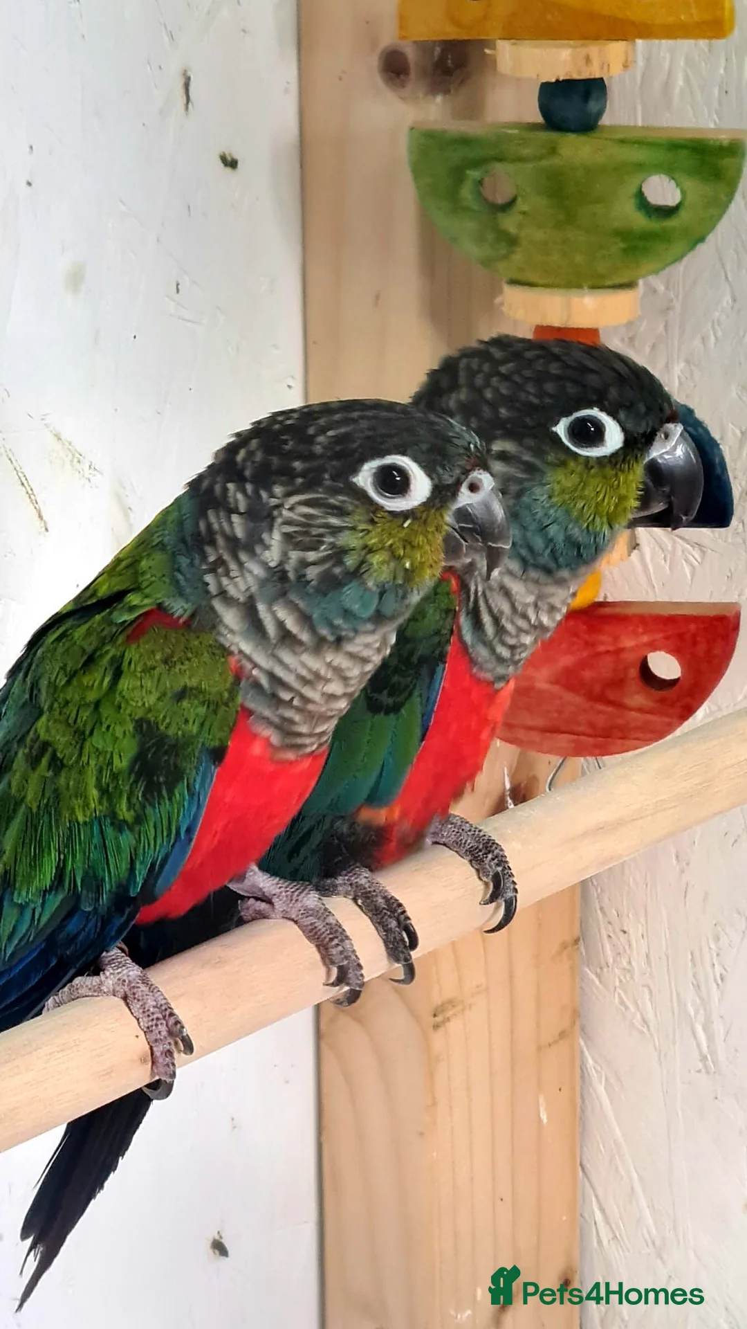 Conures birds for sale: Crimson bellied Conures in Buckie - Advert 1